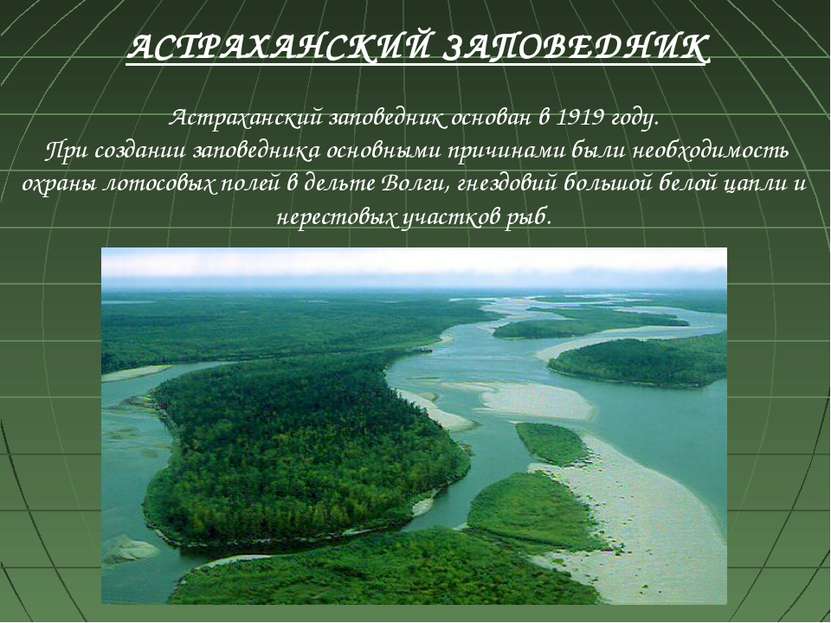 Астраханский заповедник основан в 1919 году. При создании заповедника основны...
