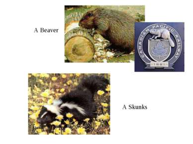 A Beaver A Skunks