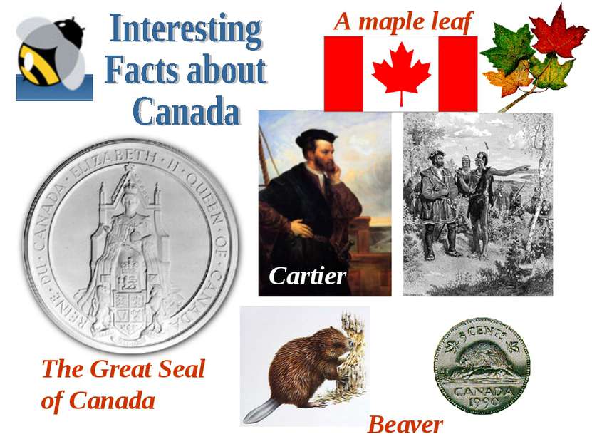 Beaver A maple leaf Cartier The Great Seal of Canada