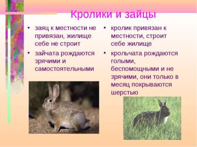 Кролики и зайцы заяц к местности не привязан, жилище себе не строит зайчата р...
