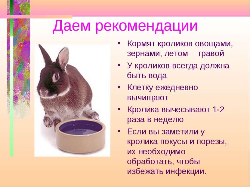 Даем рекомендации Кормят кроликов овощами, зернами, летом – травой У кроликов...