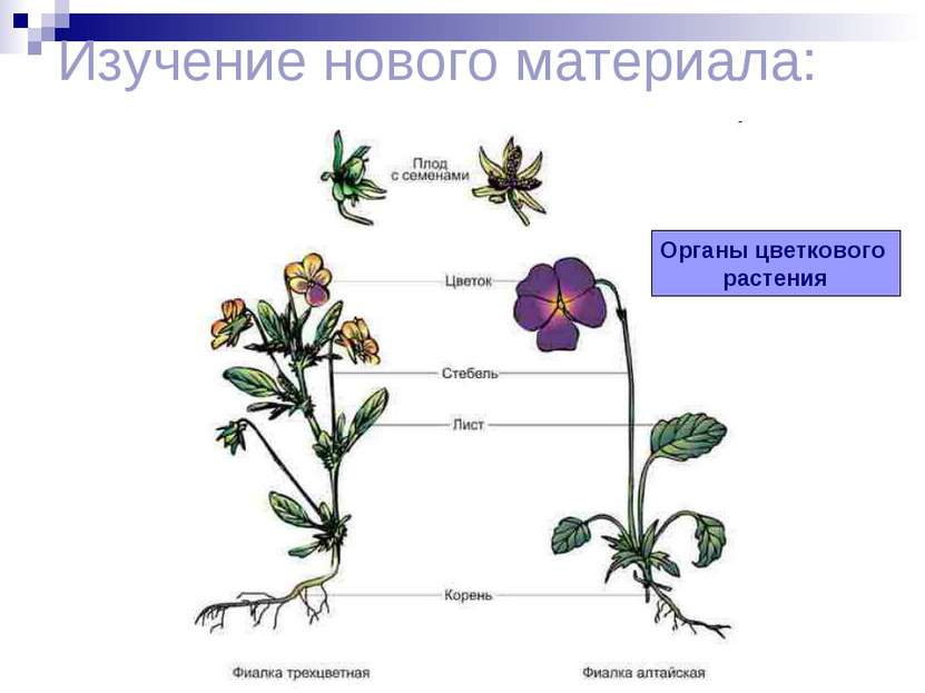Изучение нового материала: Органы цветкового растения