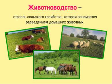 Животноводство – отрасль сельского хозяйства, которая занимается разведением ...