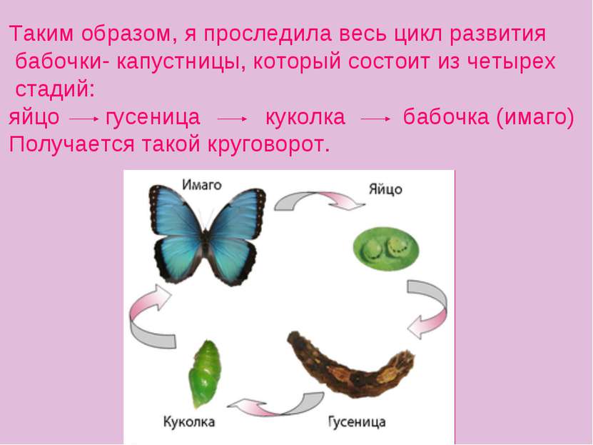 Таким образом, я проследила весь цикл развития бабочки- капустницы, который с...
