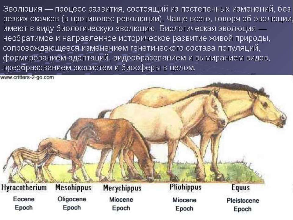 Презентация доказательства эволюции животных 7 класс латюшин