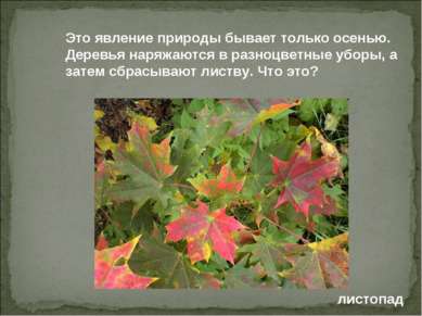 Это явление природы бывает только осенью. Деревья наряжаются в разноцветные у...