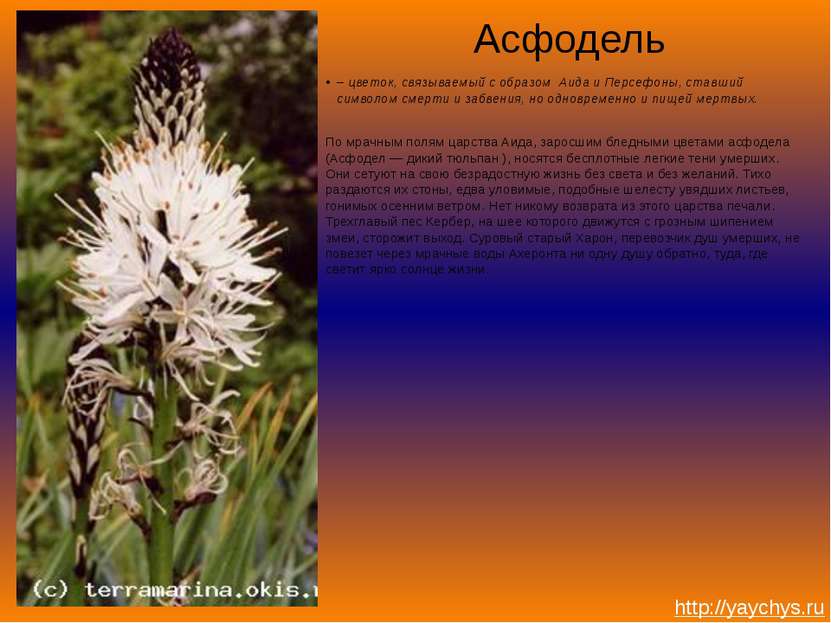 Асфодель – цветок, связываемый с образом Аида и Персефоны, ставший символом с...