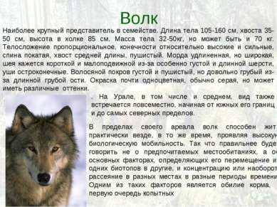 Волк Наиболее крупный представитель в семействе. Длина тела 105-160 см, хвост...