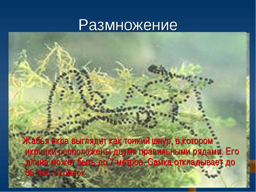 Размножение Жабья икра выглядит как тонкий шнур, в котором икринки расположен...