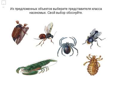 Из предложенных объектов выберите представителя класса насекомых. Свой выбор ...