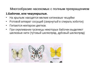 Многообразие насекомых с полным превращением 1.Бабочки, или чешуекрылые. На к...