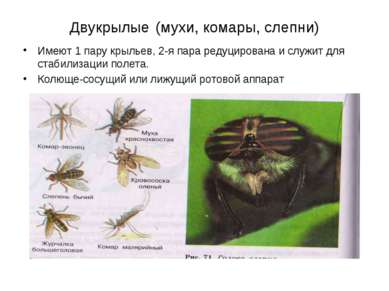 Двукрылые (мухи, комары, слепни) Имеют 1 пару крыльев, 2-я пара редуцирована ...