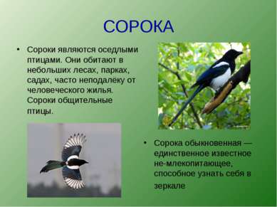 СОРОКА Сороки являются оседлыми птицами. Они обитают в небольших лесах, парка...