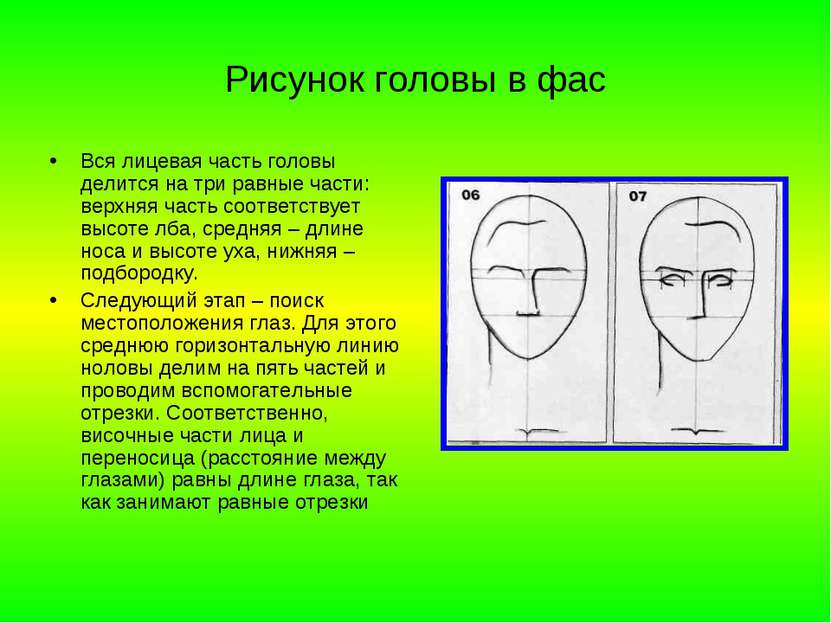 Рисунок головы в фас Вся лицевая часть головы делится на три равные части: ве...