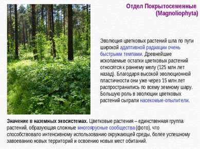 Отдел Покрытосеменные (Magnoliophyta) Значение в наземных экосистемах. Цветко...