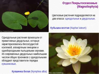 Отдел Покрытосеменные (Magnoliophyta) Однодольные растения произошли от прими...
