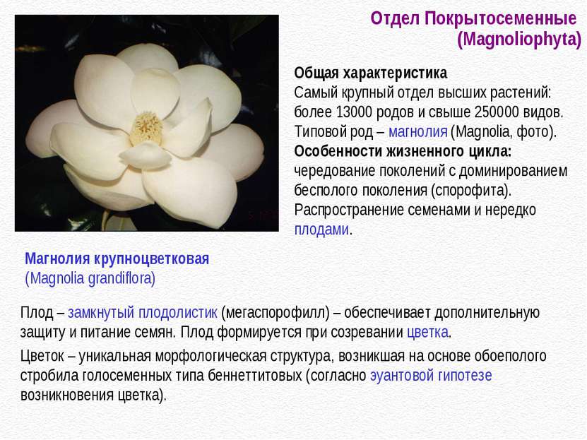 Отдел Покрытосеменные (Magnoliophyta) Плод – замкнутый плодолистик (мегаспоро...