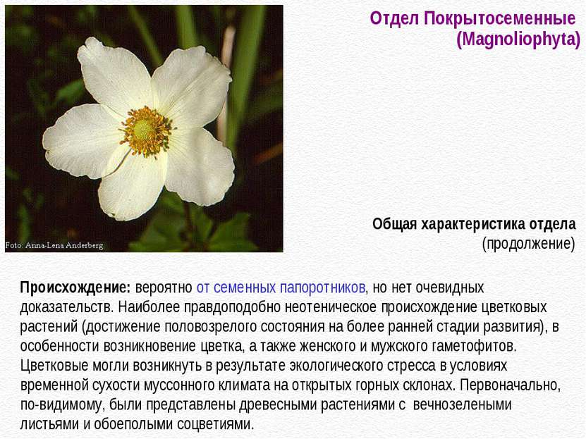 Отдел Покрытосеменные (Magnoliophyta) Происхождение: вероятно от семенных пап...