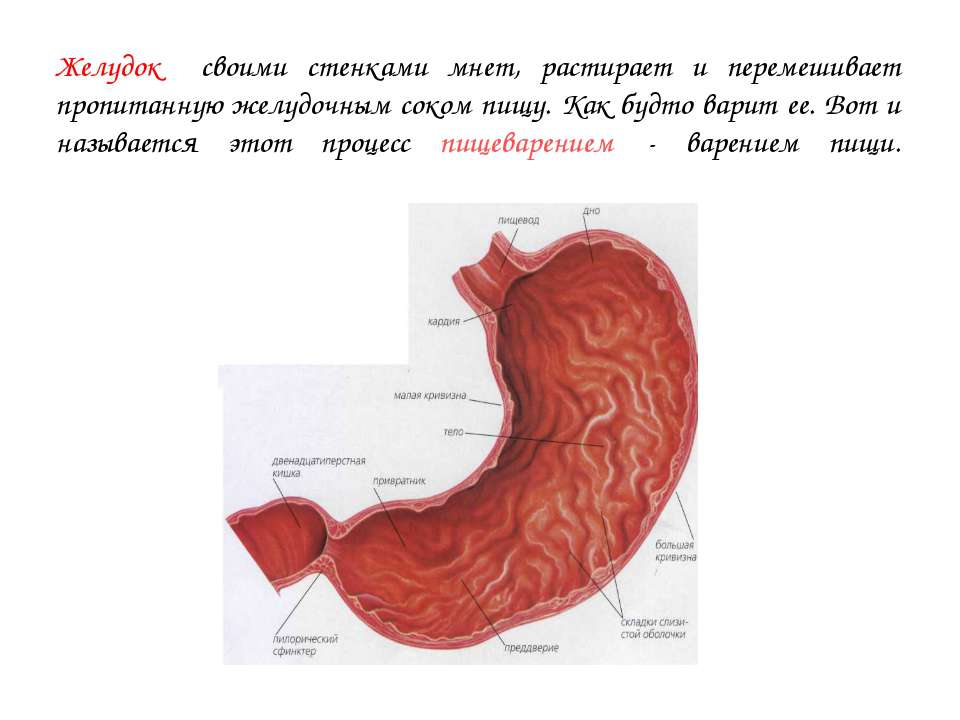 Строение желудка кратко. Желудок анатомия человека. Строение желудка человека анатомия.
