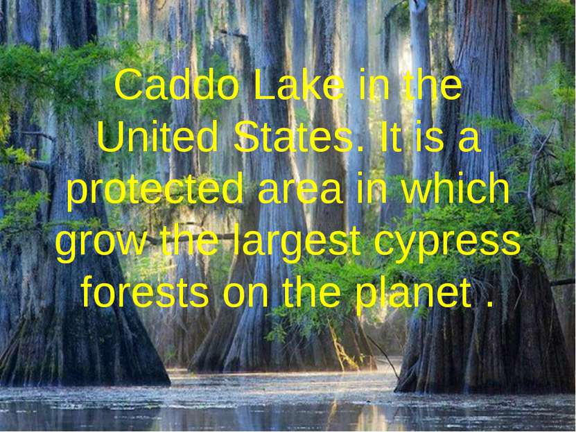 Caddo Lake in the United States. It is a protected area in which grow the lar...