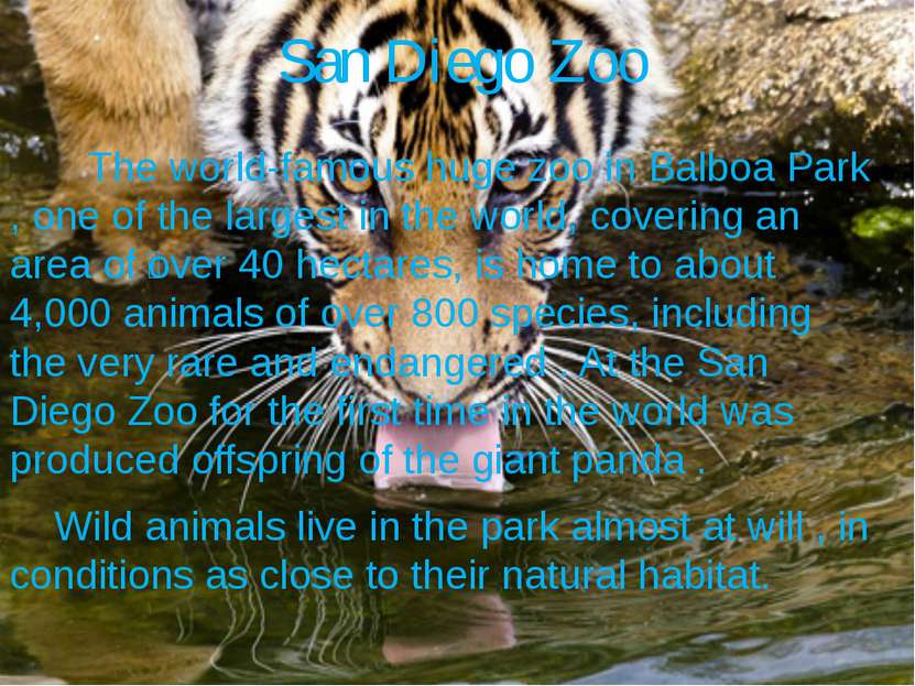 San Diego Zoo The world-famous huge zoo in Balboa Park , one of the largest i...