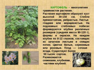 КАРТОФЕЛЬ - многолетнее травянистое растение. Растения картофеля образуют кус...