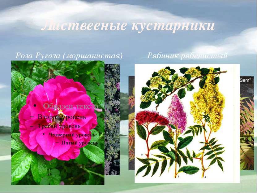 Листвееные кустарники Роза Ругоза (морщанистая) Рябиник рябенистый