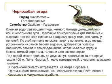 Чернозобая гагара Отряд Gaviiformes – Гагарообразные Семейство Gaviidae – Гаг...