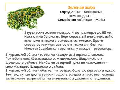 Зеленая жаба Отряд Anura – Бесхвостые земноводные Семейство Bufonidae – Жабы ...