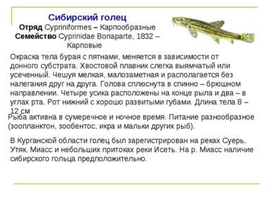Сибирский голец Отряд Cypriniformes – Карпообразные Семейство Cyprinidae Bona...