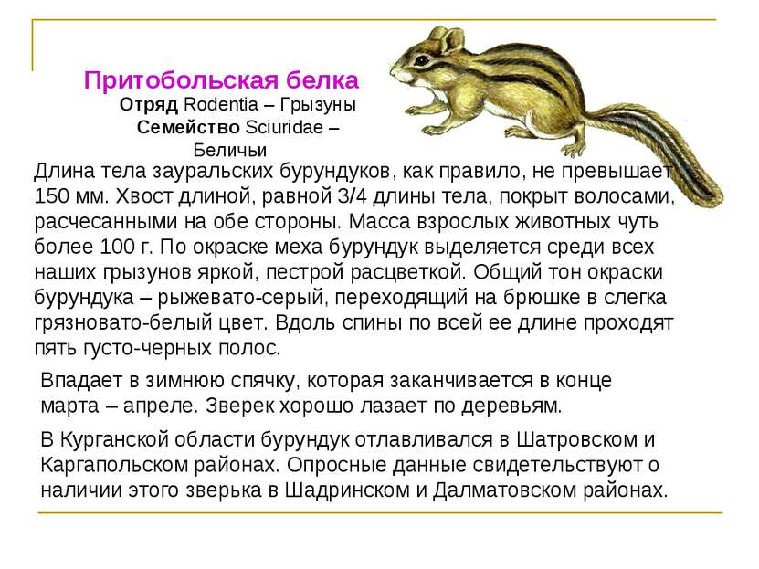 Притобольская белка Отряд Rodentia – Грызуны Семейство Sciuridae – Беличьи Дл...