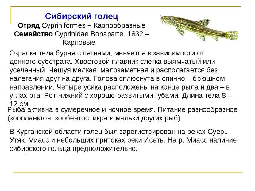 Сибирский голец Отряд Cypriniformes – Карпообразные Семейство Cyprinidae Bona...