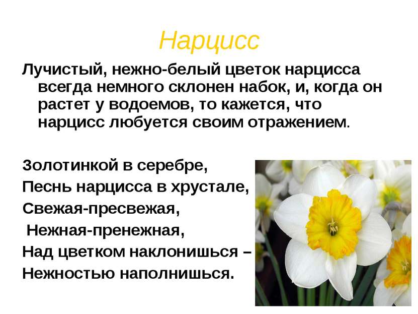 Нарцисс Лучистый, нежно-белый цветок нарцисса всегда немного склонен набок, и...