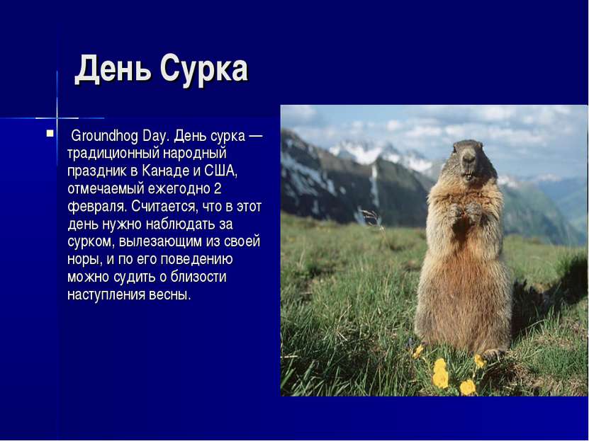 День Сурка Groundhog Day. День сурка — традиционный народный праздник в Канад...