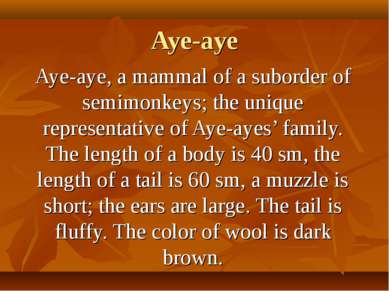 Aye-aye Aye-aye, a mammal of a suborder of semimonkeys; the unique representa...