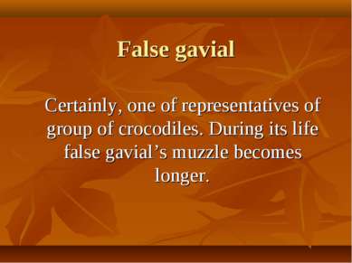 False gavial Certainly, one of representatives of group of crocodiles. During...