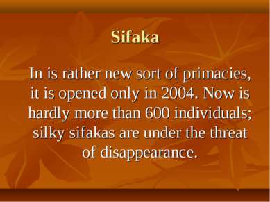 Sifaka In is rather new sort of primacies, it is opened only in 2004. Now is ...