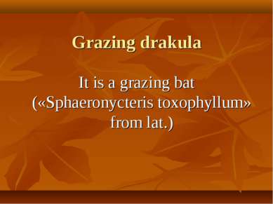 Grazing drakula It is a grazing bat («Sphaeronycteris toxophyllum» from lat.)