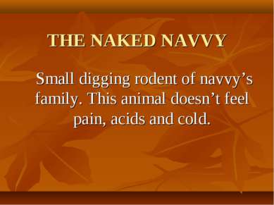 THE NAKED NAVVY Small digging rodent of navvy’s family. This animal doesn’t f...