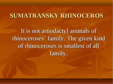 SUMATRANSKY RHINOCEROS It is not artiodactyl animals of rhinoceroses’ family....
