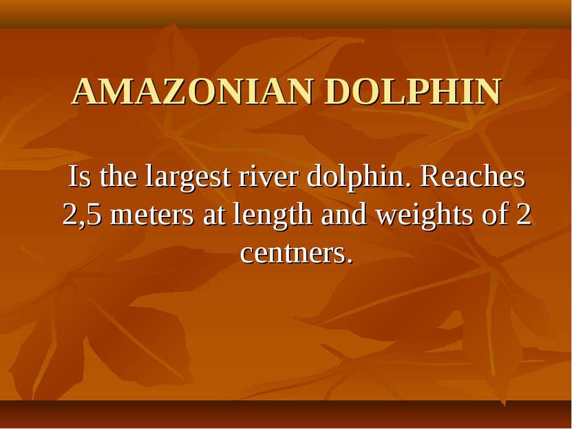 AMAZONIAN DOLPHIN Is the largest river dolphin. Reaches 2,5 meters at length ...