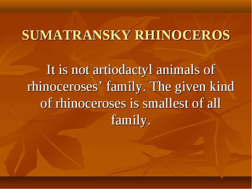 SUMATRANSKY RHINOCEROS It is not artiodactyl animals of rhinoceroses’ family....