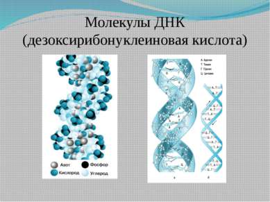 Молекулы ДНК (дезоксирибонуклеиновая кислота)