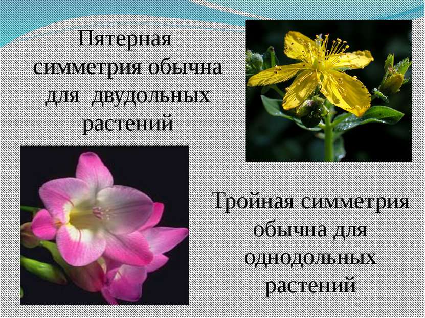 Пятерная симметрия обычна для двудольных растений Тройная симметрия обычна дл...