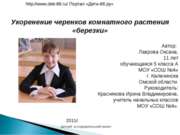 Укоренение черенков комнатного растения «березки»