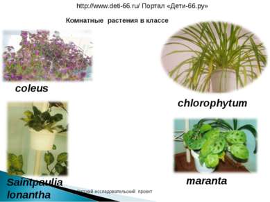 coleus chlorophytum Saintpaulia lonantha maranta Комнатные растения в классе ...