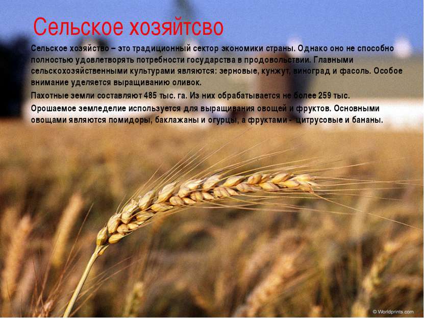 Сельское хозяйтсво Сельское хозяйство – это традиционный сектор экономики стр...