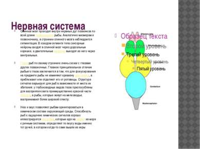 Нервная система Спинной мозг проходит внутри нервных дуг позвонков по всей дл...