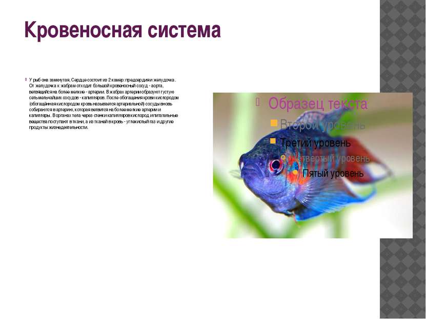 Кровеносная система У рыб она замкнутая, Сердце состоит из 2 камер: предсерди...