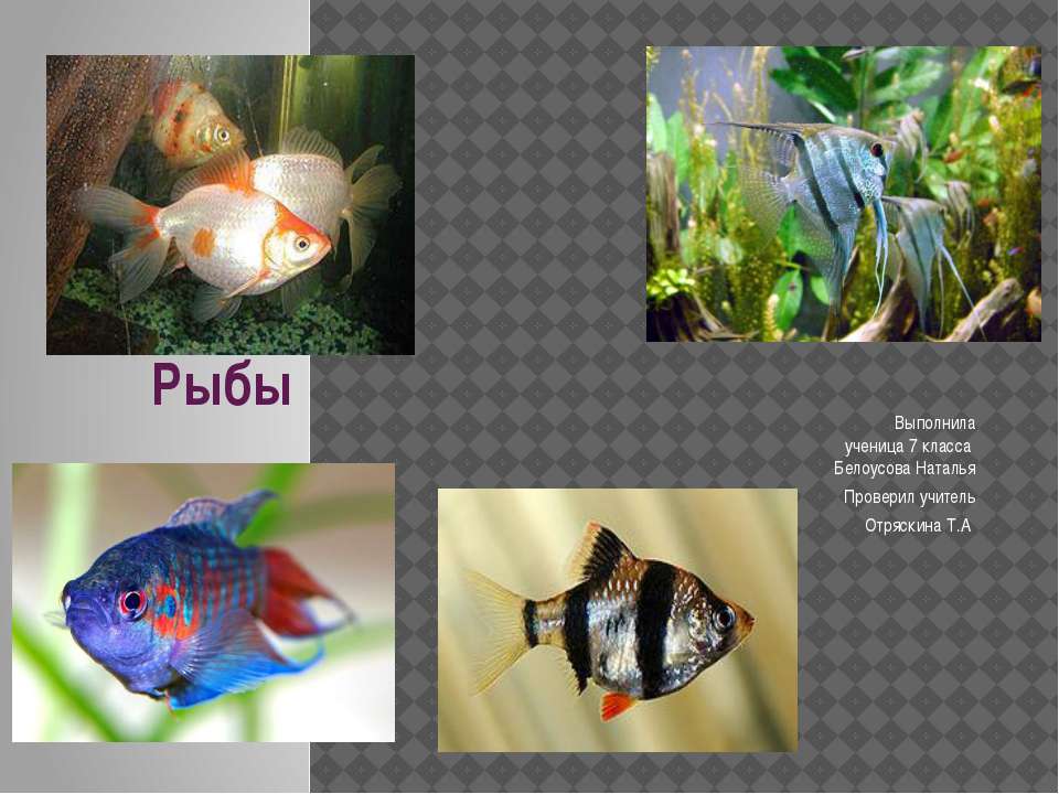 Русский 7 класс рыба. Рыбы (биология). Рыбы слайд 2 класс. Рыбы педагоги. Презентация рыбы 7 класс.